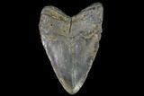 Bargain, Fossil Megalodon Tooth - North Carolina #91614-2